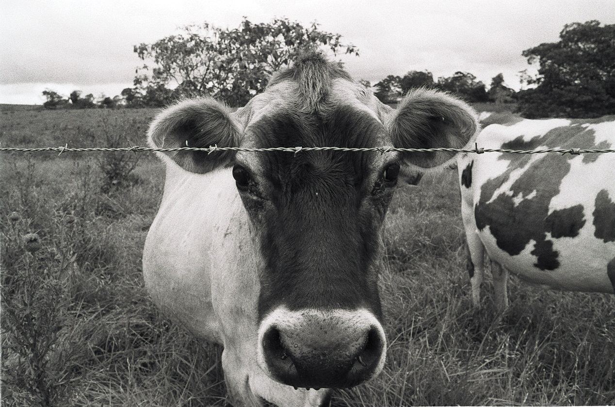 Cows are friends
