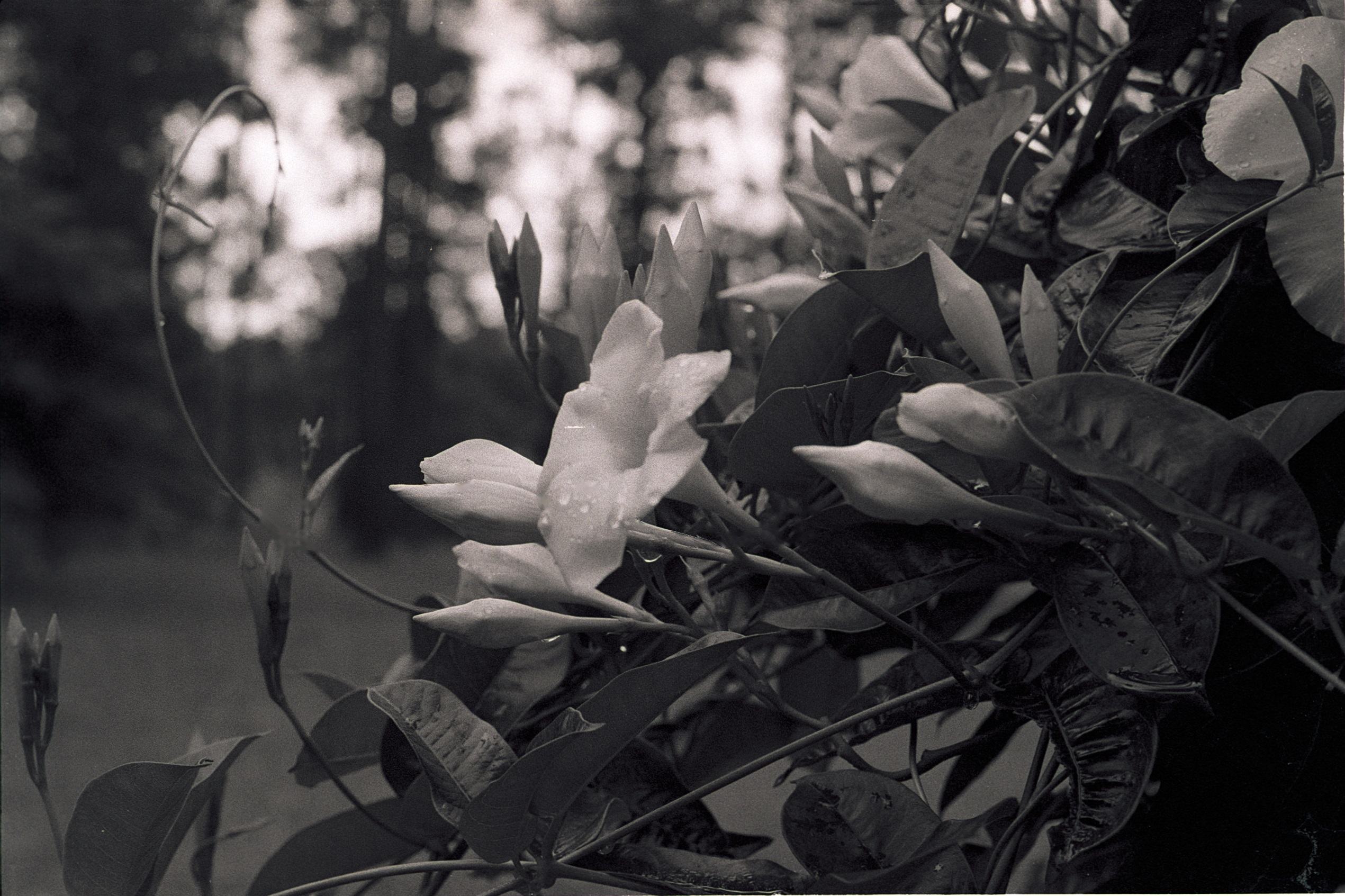 Kentmere 400/Loose Dev time/Loose Temps