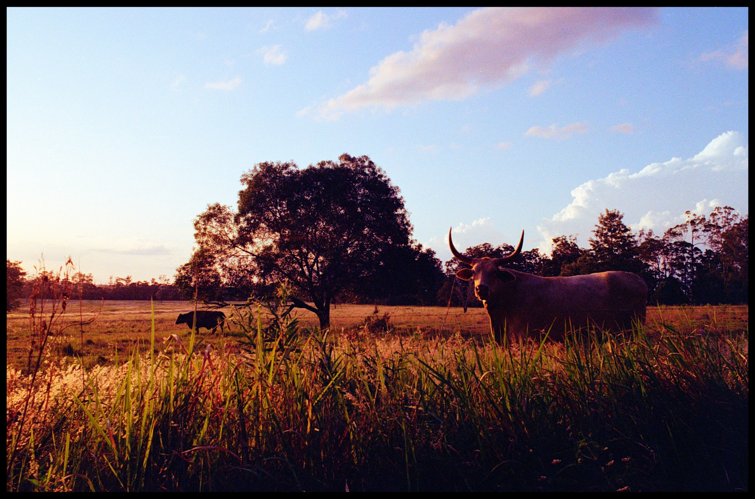 Cow Friends